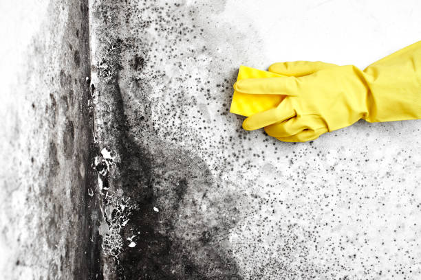 Best Black Mold Removal  in Wollochet, WA