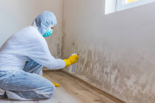 Attic Mold Removal in Wollochet, WA