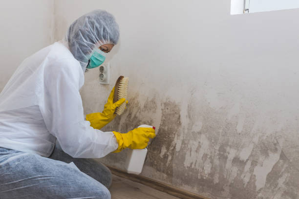 Best Office Mold Removal Services  in Wollochet, WA