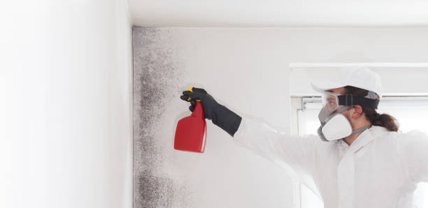 Trusted Wollochet, WA Mold Removal Experts