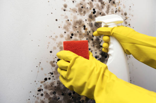 Best Professional Mold Removal  in Wollochet, WA